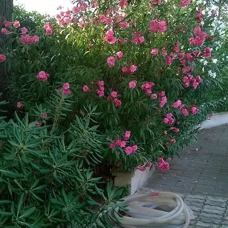 Brigida Manduria